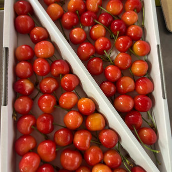さくらんぼ 紅秀峰 (1kg) 7月上旬から発送予定 ｜ 果物/さくらんぼ