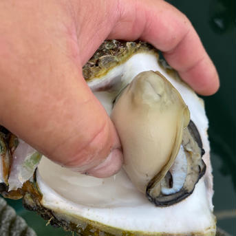 【天然】岩牡蠣　和歌山産　中サイズ 中サイズ5個 魚介類/牡蠣通販