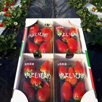 特別価格！【サイズおませ12パック】 300g×12パック 果物/いちご通販