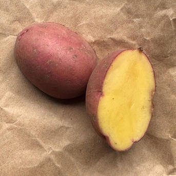 無農薬じゃがいも【アンデスレッド】2kg ｜ 野菜/じゃがいも 産直