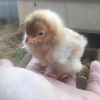 80個入の平飼い卵】上品な甘みとコクのある昔ながらの美味しさ ｜ 卵