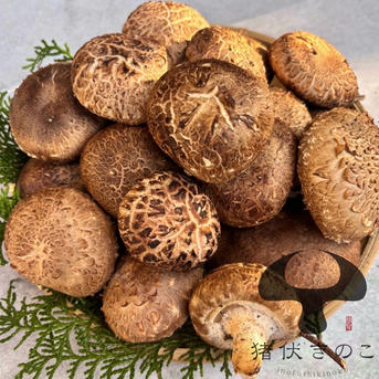 お買い得なたっぷりサイズ】原木椎茸1.8kg 生しいたけ 原木栽培