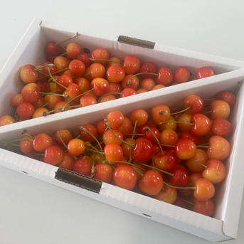 紅秀峰 家庭用1kg ｜ 果物/さくらんぼ 産直アウル 農家・漁師など生産