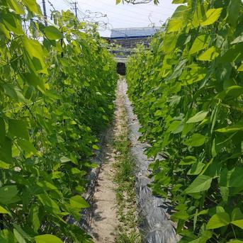 自然栽培　ムクナ豆　令和6年度　収穫 30粒 30粒 野菜/その他野菜通販