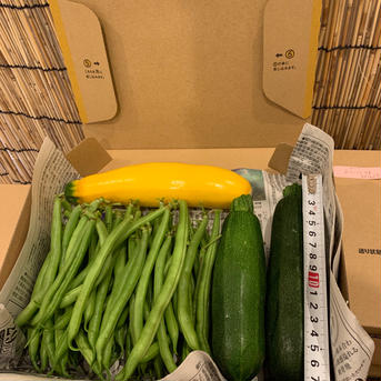 ズッキーニとインゲンの詰め合わせ計1キロ 1キロ 野菜/野菜セット・詰め合わせ通販