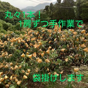 長崎特産びわ　【なつたより】М玉×15玉入 520 果物/びわ通販