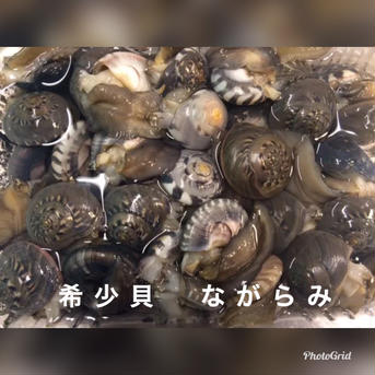 手掘り　活ながらみ4キロ ながらみ　4キロ  魚介類/その他魚介通販