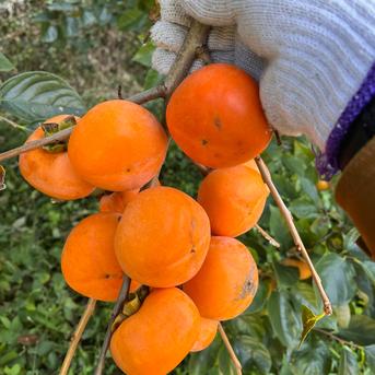 送料500円引】干し柿用の渋柿（ひらたねなし柿） | 果物/柿 産直アウル