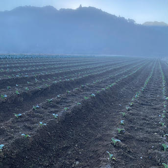 クリスマス　お家パーティーブロッコリー 野菜/ブロッコリー通販