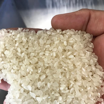 【令和4年産】農民　うめちゃんのコシヒカリ　精米２キロ【お試し】 2Kg 米・穀物/米/精米通販