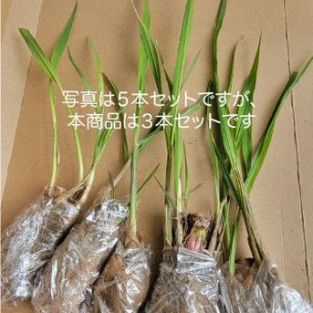 マコモ（マコモダケ）の苗（小3本セット）【奈良県産・無農薬・無肥料