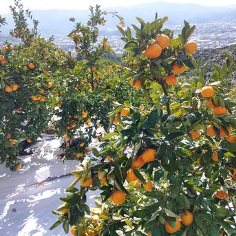 和歌山県有田産　マルチ栽培1級品みかん10kg 和歌山県有田産 マルチ栽培大玉みかん10kg | 果物/温州みかん 産直