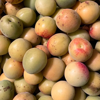 まじりっけなし！自然栽培の梅『十郎』お徳用10kg 梅干に最適！梅