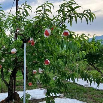 クール便＊【南アルプスの桃 幸茜】3キロ 減農薬/無肥料/除草剤不使用
