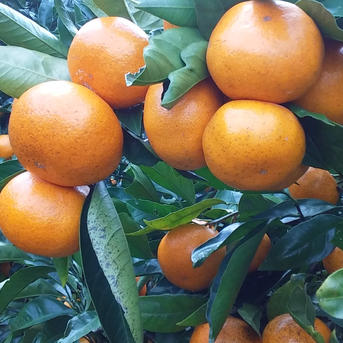 みかん みかん みかん様 みかん様 みかん様 ミカン様 ミカン様 蜜柑様