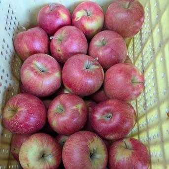 訳あり🍎加工用お任せ詰め込み】減農薬葉取らず栽培🍎サンふじ.シナノ