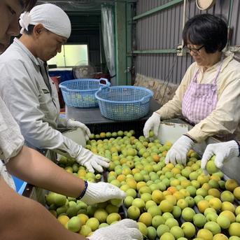 紀州南高梅　無添加　ご家庭用　昔ながらの酸っぱい梅干し 500g入×4袋（合計2kg） 加工品/梅干通販