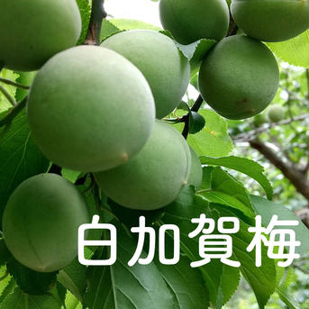 白加賀梅（青梅)３キロ／５月下旬より発送 3kg 果物/青梅通販