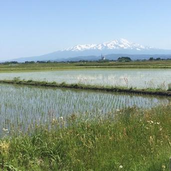 山形県産特別栽培米　ひとめぼれ（精米）５ｋｇ ５ｋｇ 米・穀物/米/精米通販