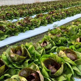 間もなく終了☆色鮮やか☆苦味がクセになるトレビス！ 80サイズ箱6〜9個 野菜/その他野菜通販