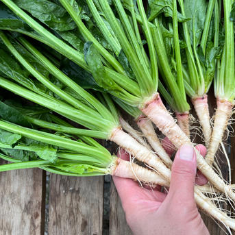 越冬野菜(5kg)甘い根っこも丸ごと収穫！アクがない肉厚ほうれん草 5kg 野菜/ほうれん草通販