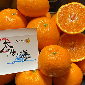 【希少価値の高い】🍊はれひめ🍊（5.0k入） 5.0k入 果物/その他柑橘類通販