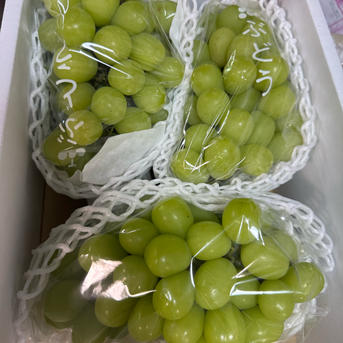 シャインマスカット家用2kg3から5房愛媛県西条市産 ご家庭用 ｜ 果物