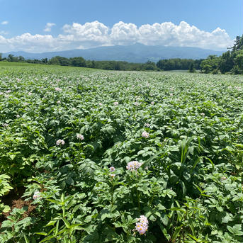④ キタアカリ ＬＭサイズ 5㌔ じゃがいも 北海道 5㌔ 野菜/じゃがいも通販
