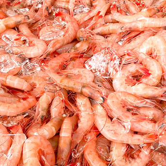 【料理の救世主】トロけるような食感と美味！珊瑚色したトロえび中小1.6kg トロえび中小1.6kg (1pc/70-80尾前後） 魚介類/エビ通販