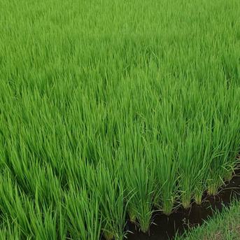 11月下旬発送【新米玄米30kg】令和7年度宮城県産ひとめぼれ「環境保全