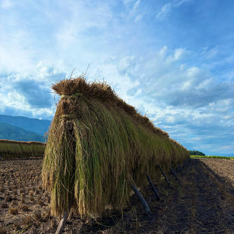 R６年コシヒカリ天日干しハゼ掛け米 R6年コシヒカリ天日干しハゼ掛け米