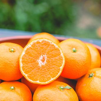 濃厚な甘みとコク 【EHIME UWAJIMA】南柑20号 Aセレクション（家庭用