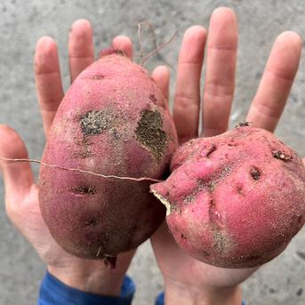 訳アリ！『紅はるか』20㎏ | 野菜/さつまいも 産直アウル 農家から直接