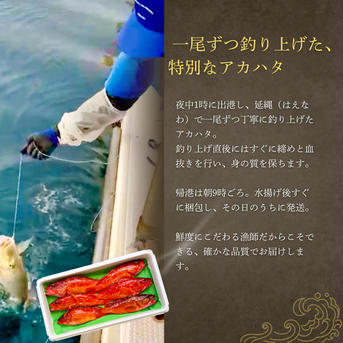 漁師直送！アカハタ　２kg ２㎏　4匹～8匹 魚介類/アカハタ通販