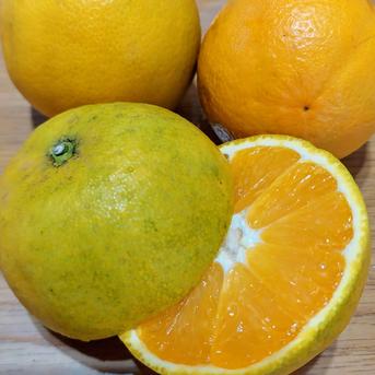 バレンシアオレンジ【サイズ混合】3kg 3kg 果物/オレンジ・その他みかん通販