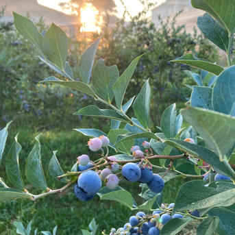 冷凍ブルーベリー2キロ（加工用） | 果物/ベリー類 産直アウル 農家