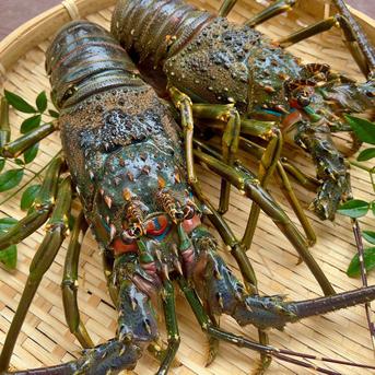 特大青伊勢エビ 1匹 970g ｜ 魚介類/エビ 産直アウル 農家・漁師など