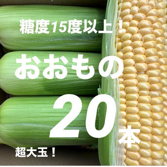 朝採り！あま〜い！スイートコーン「おおもの」400g前後 20本 ｜ 野菜