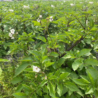 らるふるの新じゃがいも〈レッドムーン〉2kg 2kg 野菜/じゃがいも通販