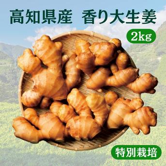 6周年限定】【特別価格】特別栽培 高知県産 香り大生姜 2kg ｜ 野菜