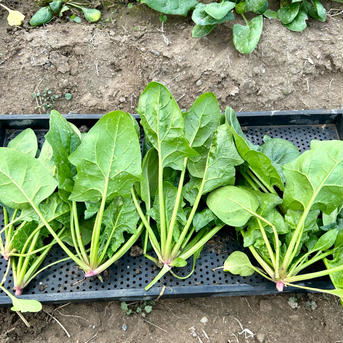 金ちゃんこだわりほうれん草 一袋（200g）Ｘ5袋単位 野菜/ほうれん草通販