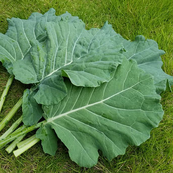 さくま農園【朝採りケール１㎏】 1㎏ 野菜/葉物通販