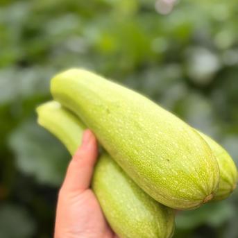 野菜セット新登場【Mセット 8~9品】至高のプレミアム 畑の鼓動を丸ごと
