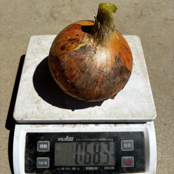 自然栽培　特大玉ねぎ９.３kg 自然栽培玉ねぎ 野菜/玉ねぎ通販