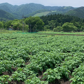 黒ボクで栽培！新じゃが（メークイン）兵庫県但馬産２０kg メークイン20kg 野菜/じゃがいも通販