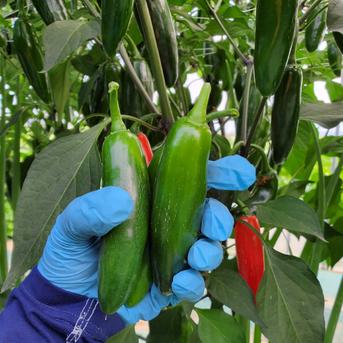 メヒカーナ　ハラペーニョ　食べ比べセット　５００g×２　合計１kg １kg 野菜/その他野菜通販