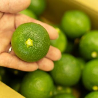 【標準】大分県宇佐市産かぼす10kg（約90～110個）【送料込】 種ありかぼす10kg 果物/香酸柑橘(ライム・レモン等)通販