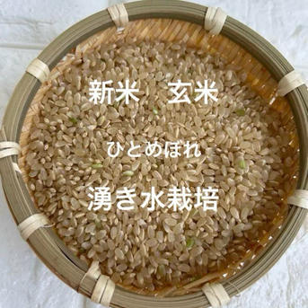 奈良県産 新米 ひとめぼれ 玄米 減農薬栽培 ｜ 米・穀物/玄米 産直