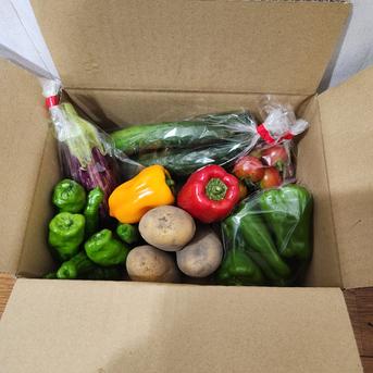 旬のお野菜お楽しみBOX　夏野菜セット なす3本　ズッキーニ1本　ピーマン5こ　など 野菜/野菜セット・詰め合わせ通販