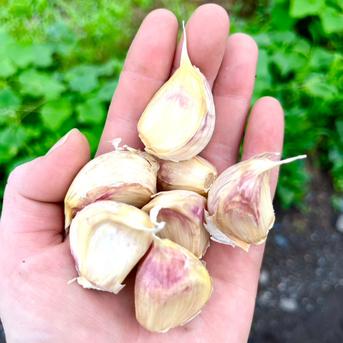 自然クレソン2kg＋バラバラニンニクオマケ 訳あり着色にんにく【ばら2kg】訳ありのため大特価・数量限定 ｜ 野菜